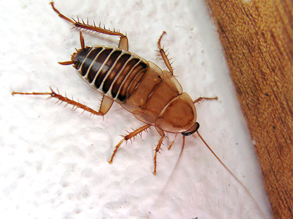 What Attracts Cockroaches? Common Causes and Effective Prevention Tips