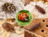 Common Types of Beetles That Could Invade Your Home