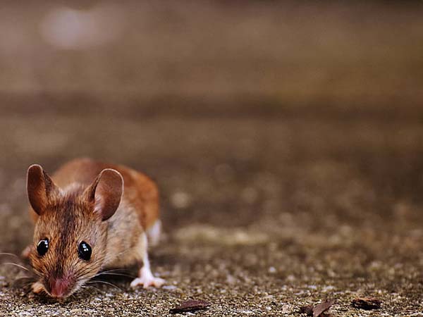 Signs You May Have a Pest Problem — and What to Do About It