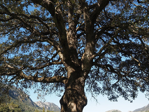How to Control Tree Size: Expert Tips for Healthy, Manageable Landscape Trees