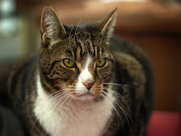 Cat Hairballs: Causes, Concerns, and Prevention Tips