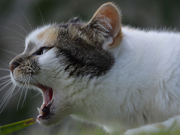 Why Is My Dog or Cat Coughing? Common Causes and When to See a Veterinarian