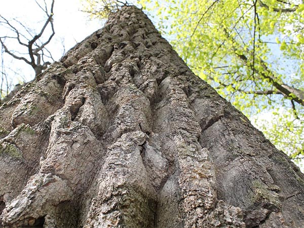 Why Tree Cracks Are a Serious Risk: Hidden Dangers and Prevention Tips