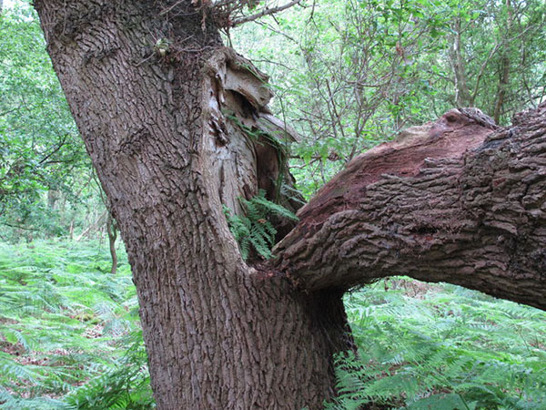 What to Do If You Discover a Crack in a Tree