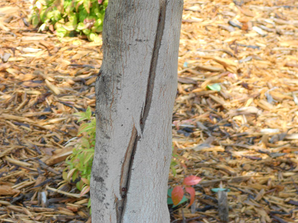 The Reasons Why a Tree’s Trunk Would Crack