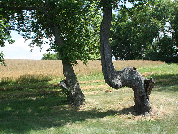 Why Trees Lean and How to Help Them Grow Straight