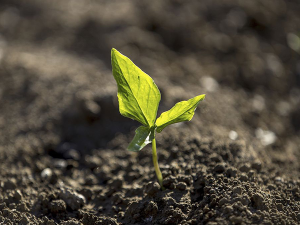 Crop Rotation for Home Gardens: A Sustainable Strategy for Healthier Soil and Better Yields