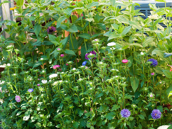 Designing a Cutting Garden: How to Grow Flowers for Beautiful Bouquets Year-Round