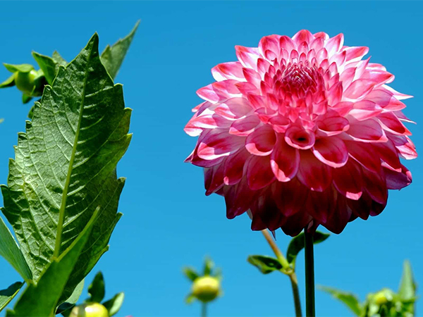 Discover the Dazzling World of Dahlia Flowers: Types, Care, and Growing Tips