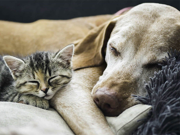 Dangerous Foods for Dogs and Cats: What Every Pet Owner Needs to Know