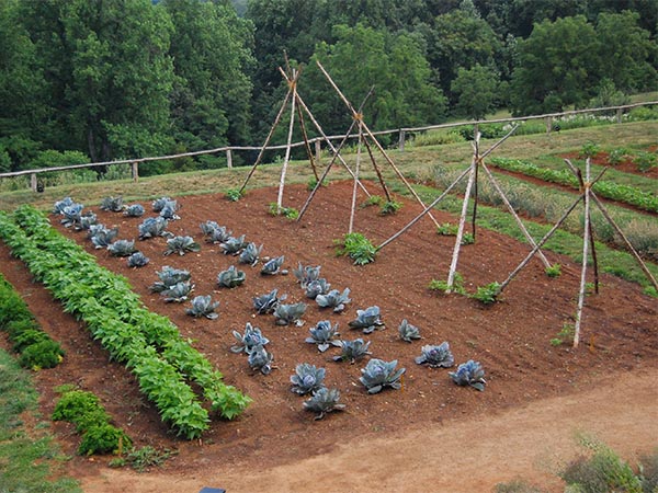 7 Common Gardening Mistakes That Can Harm Your Plants