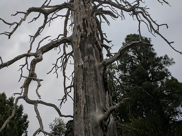 How to Tell If a Tree Is Dead: Key Signs Every Property Owner Should Know