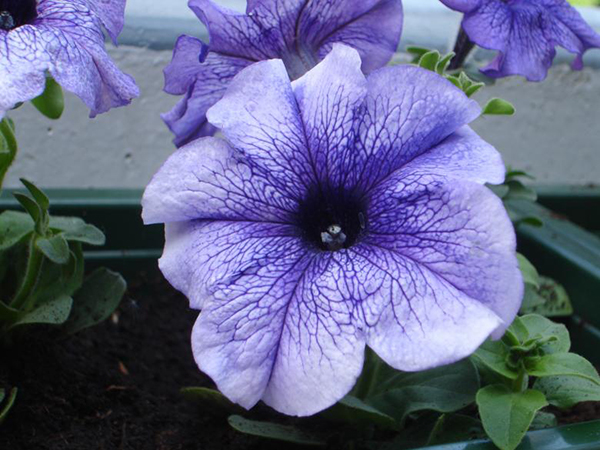 The Art of Deadheading: How to Keep Your Garden Blooming and Beautiful