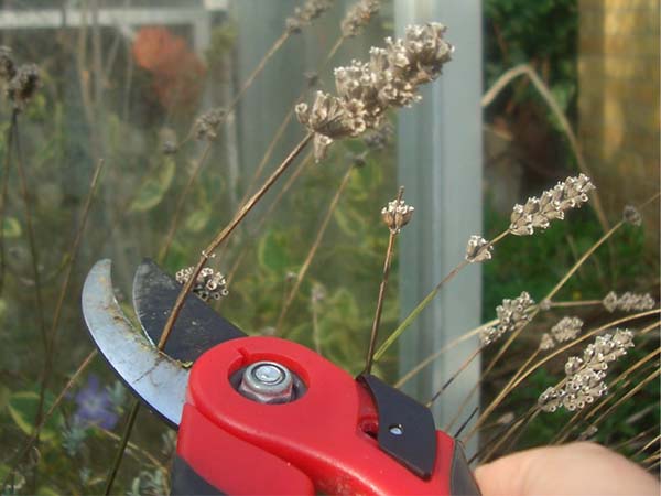 The Power of Deadheading: A Simple Technique for a Healthier, More Colorful Garden