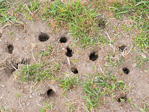 Why Is My Yard Full of Holes? Common Animals That Dig in Lawns and Gardens