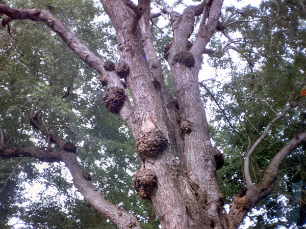 Spot Tree Diseases and When to Take Action