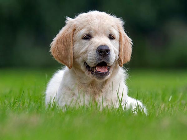 Questions to Ask Before Adopting a Dog: A Responsible Pet Owner’s Guide