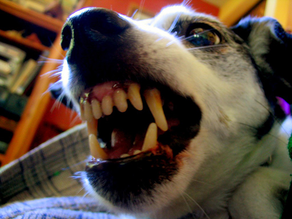 Understanding and Managing Dog Aggression: Causes, Types, and Proven Solutions