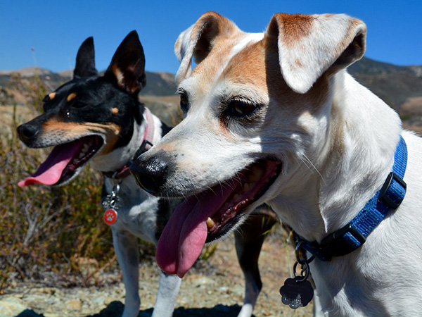 Why Does My Pet Have Bad Breath? Common Causes and Solutions for Dogs and Cats