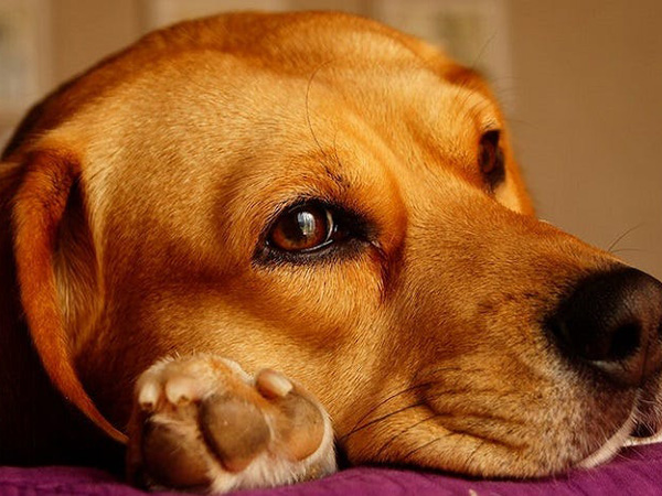 The Most Common Causes of Bumps in Dogs and Cats