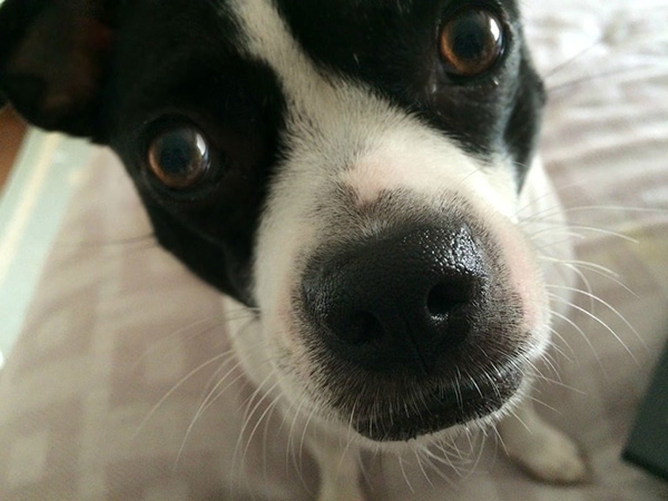 Signs of Cancer in Dogs: What Every Pet Owner Should Know