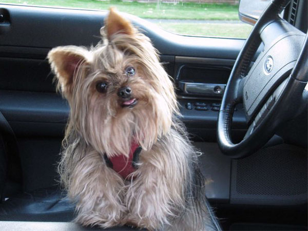 How to Remove Dog Smell from Your Car and Keep It Fresh