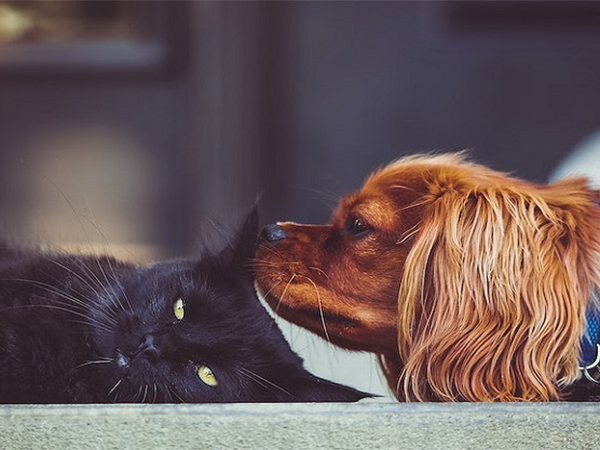 How to Introduce a Dog and a Cat for a Peaceful Home