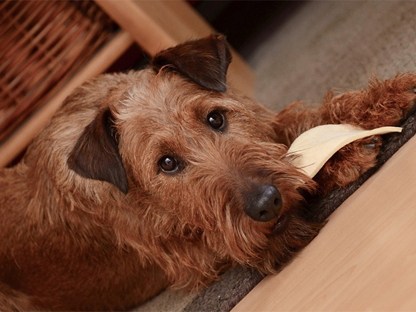 The Hidden Dangers of Dog Chews and Safer Alternatives for Your Pup