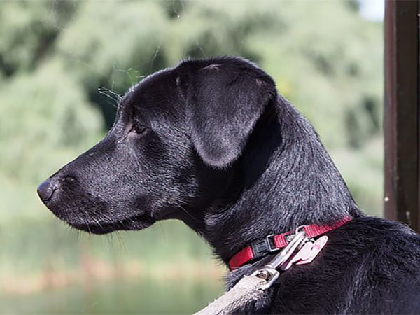 How Tight Should a Dog Collar Be? A Pet Safety Guide for Comfort and Security