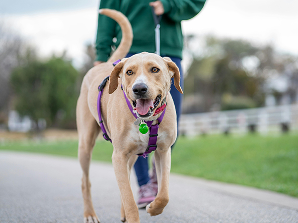 Understanding Cysts in Dogs - Causes, Types & How to Keep Your Pet Healthy