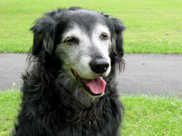 Signs Your Dog May Have Diabetes: What Pet Owners Should Know