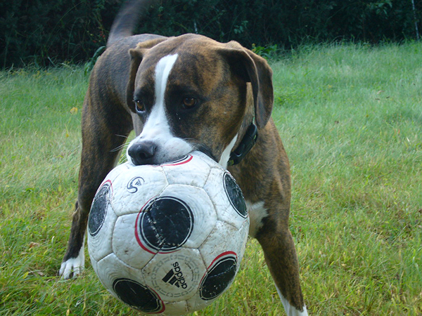 Why Enrichment Is Essential for Your Pet’s Health and Happiness