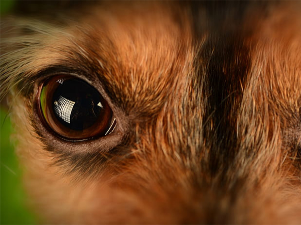 Understanding Dog Eye Boogers: Causes, Concerns, and Care