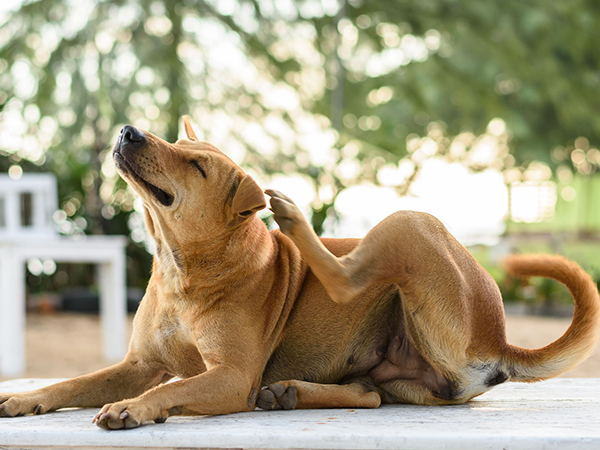 How to Get Rid of Fleas on Dogs: Effective Prevention and Treatment Tips