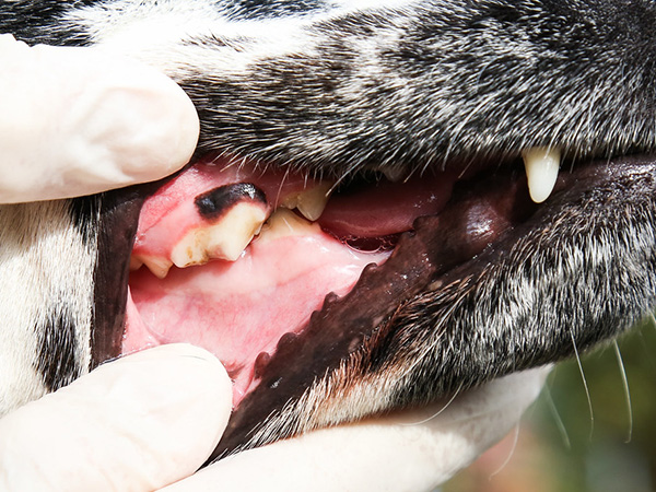 What Causes Pale Gums in Dogs: Understanding the Underlying Issues