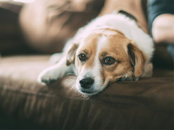 Recognizing the Signs of Heartworm in Dogs: What Every Pet Owner Should Know