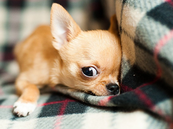 Dog Hiccups: Causes, Treatments, and When to See the Vet