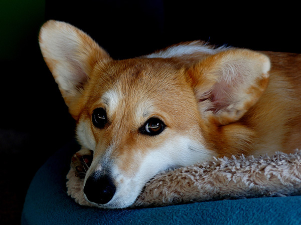 Hot Spots in Dogs: Causes, Prevention, and Effective Treatment