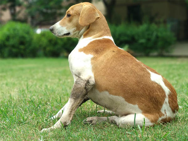 Dog Hot Spots: Causes, Treatment, and Prevention Guide for Pet Owners