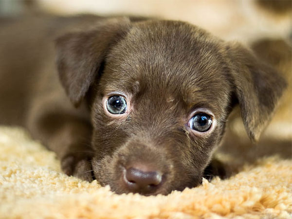 Why Microchipping Your Pet Is One of the Best Ways to Keep Them Safe
