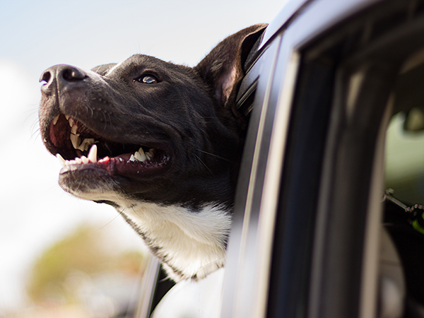 How to Help Your Dog Overcome Motion Sickness During Travel