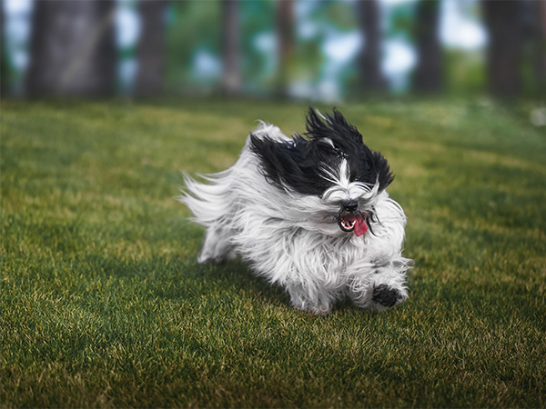 How to Train Your Dog for Safe and Reliable Off-Leash Adventures