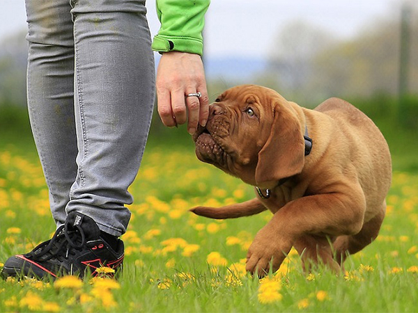 Dog Parenting Styles: Finding the Best Approach for Raising a Happy, Well-Behaved Dog