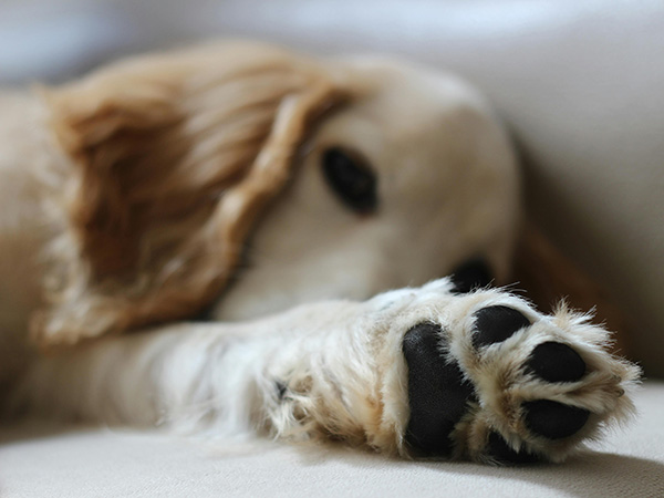 Why Does My Dog Lick Its Paws? Common Causes and Solutions