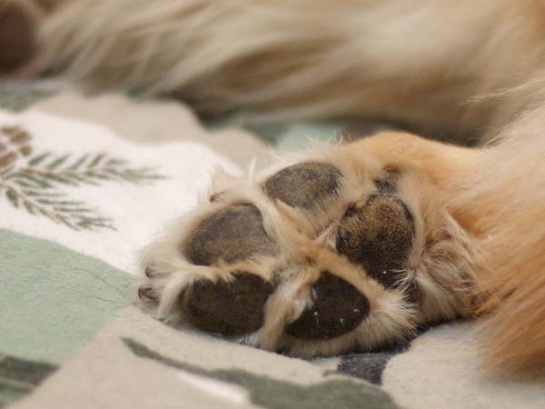 How to Protect Your Dog's Paws: Tips for a Happy and Healthy Furry Friend