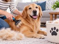 How to Reduce Dog Shedding and Keep Your Home Fur-Free