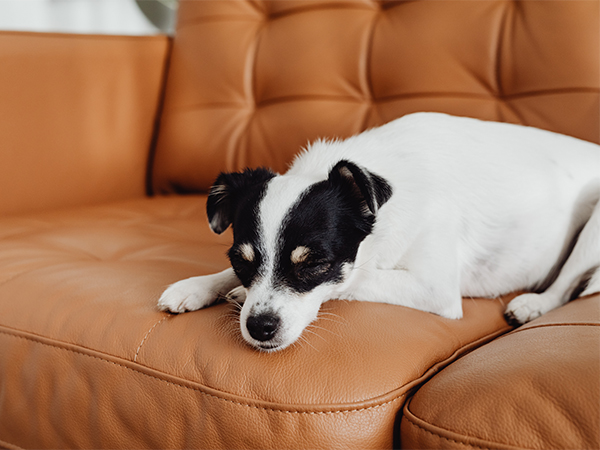 How to Keep Your Dog Smelling Fresh and Clean Naturally