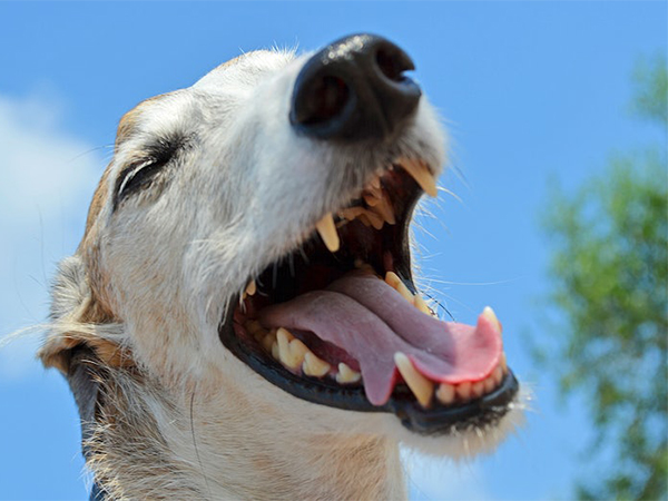 How Dental Health Impacts Your Dog’s Overall Well-Being