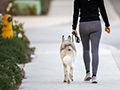 How Hot Is Too Hot to Walk Your Dog?