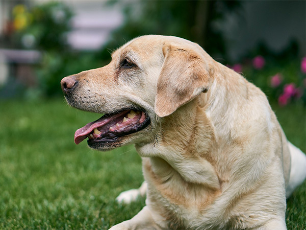 Ways to Support Your Dog's Skin and Coat Health
